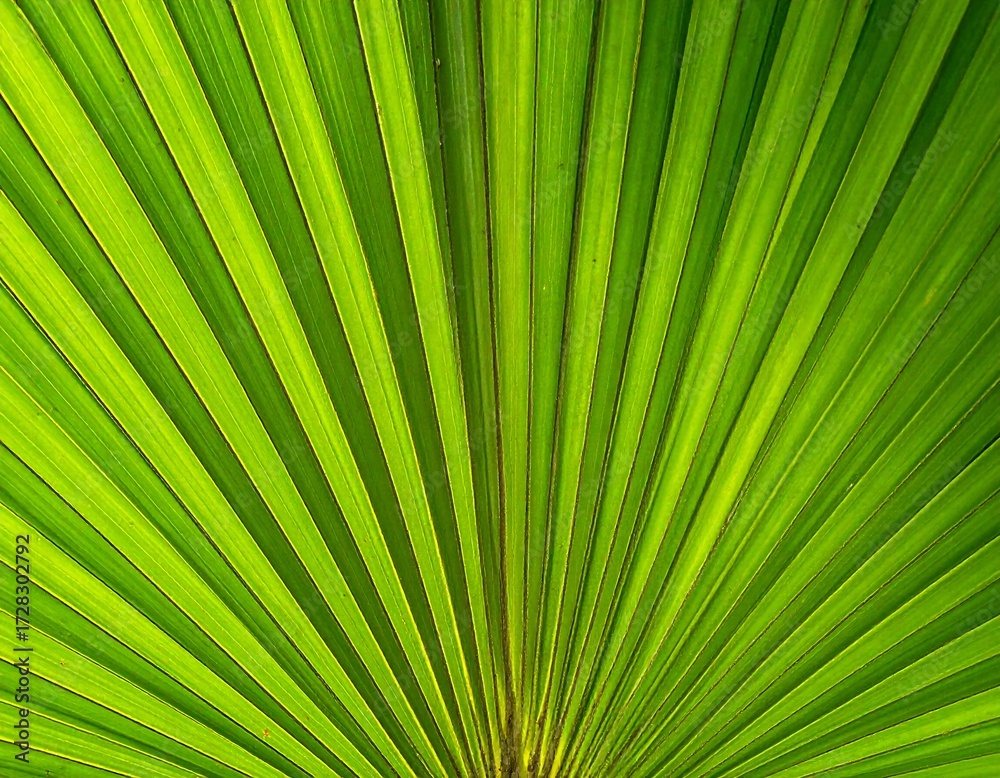 Obraz premium Close-up of a vibrant palm leaf