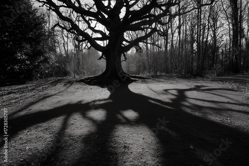 black and white tree shadow,spooky tree in the night,spooky halloween background,Scary tree Shadow overlay effect for halloween background,Scary treen and shaow in the forest