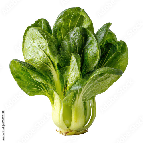Fresh Bok Choy with Water Droplets Isolated on Black Background isolated on a white background