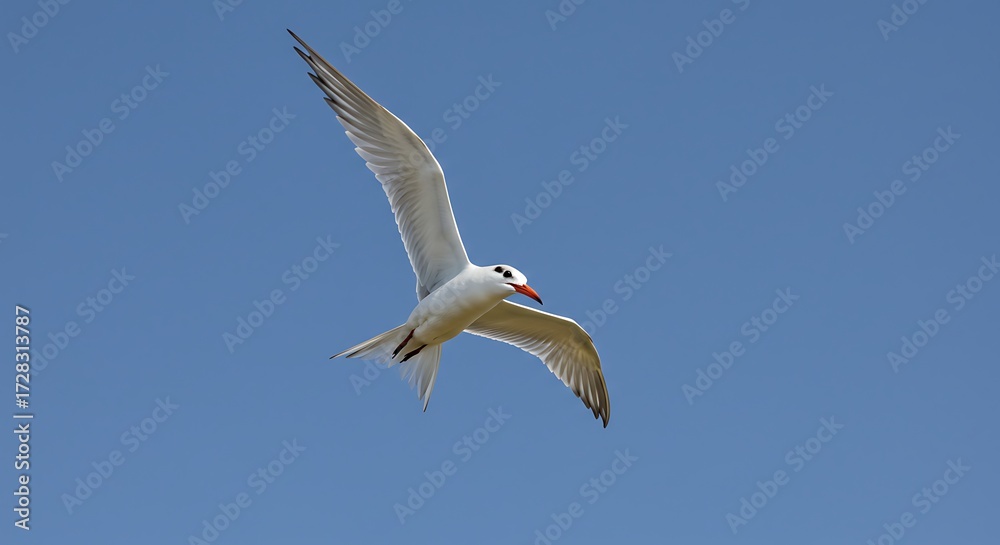 Fototapeta premium Bird in flight against blue sky