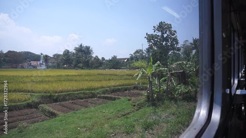 Beautiful rural rice fields and coconut trees viewed from a train window in Indonesia.