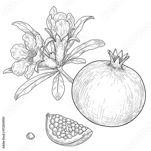 Pomegranate Botanical Line Art Illustration: Fruit, Slice, Seeds, and Blossoms