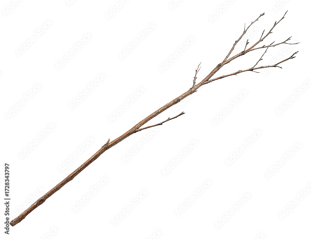 Fototapeta premium A long, rustic wooden branch