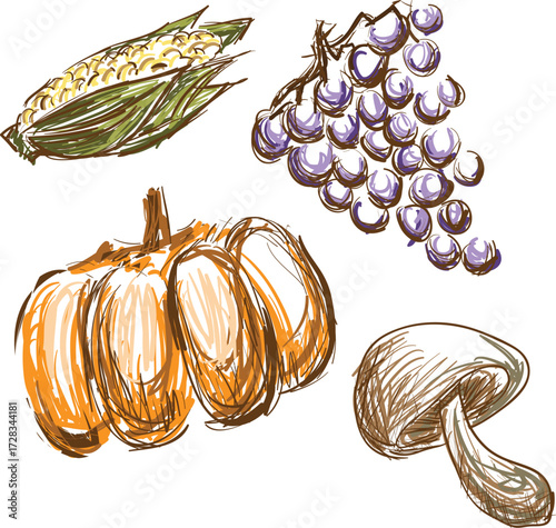 onion and garlic vector