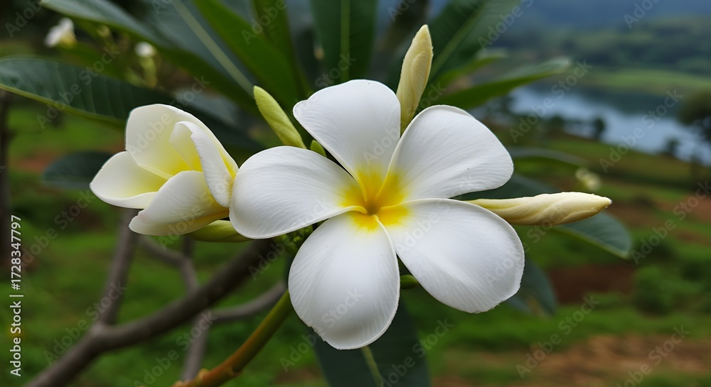 Fototapeta premium White plumeria blossoms