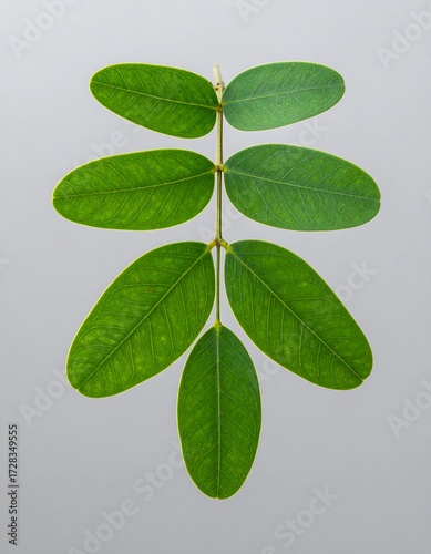 A vibrant green leaf compound, showcasing its intricate venation against a muted backdrop