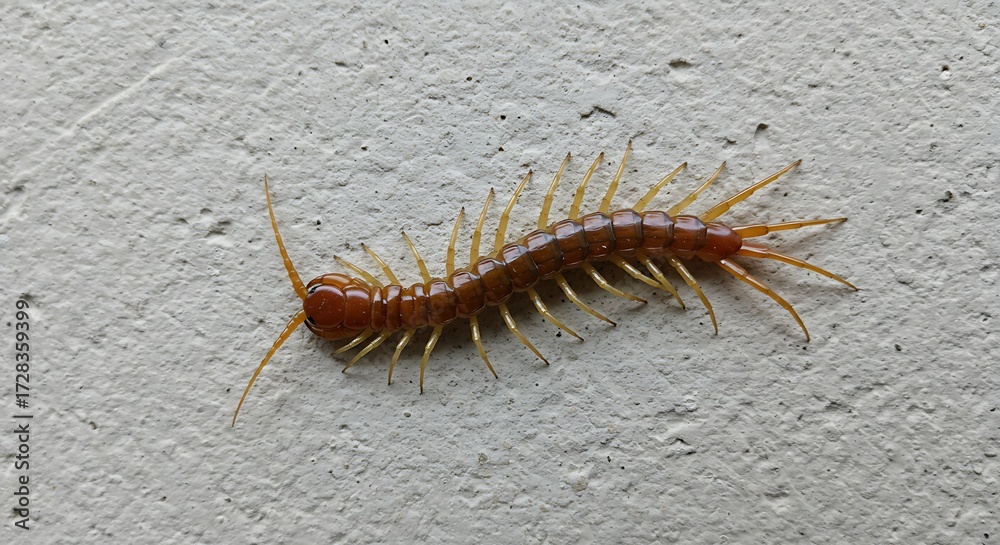Fototapeta premium Centipede on light surface