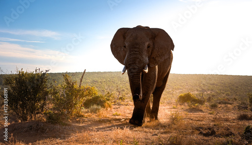A big Elephant Bull during Sunset in Addo National Park