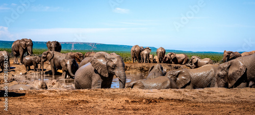 Multiple Elephants in Waterhole