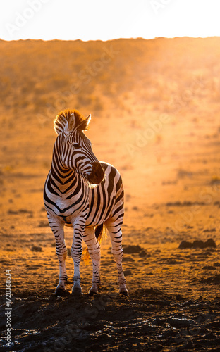 Zebra illuminated by setting sunlight in Addo Elephant Park