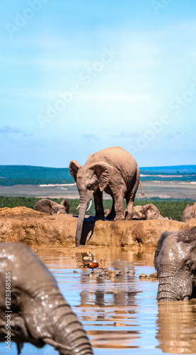 Young Elephant drinking water in Addo Elephant Park