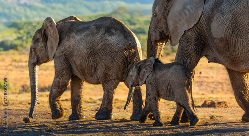 Family of Elephants walking through Sunset in Addo National Park