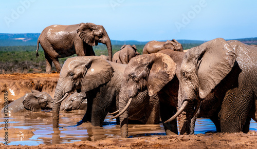 Multiple grown Elephants in Waterhole
