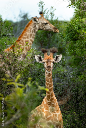 Curious Baby Giraffe facing the Camera with Mother in the Background