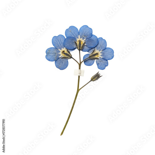 A preserved pressed forget-me-not flower, faded blue petals, fragile stem on textured paper, transparent background with copy space, concept of nostalgic fragility