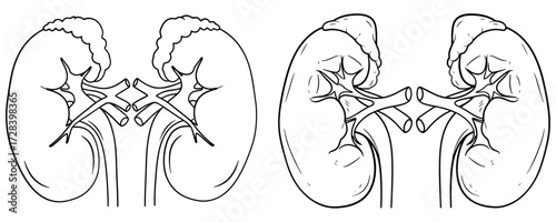 Illustration of a pair of human kidneys, , showcasing the organs structure and function