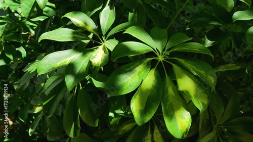 Wallpaper Mural Large green palmate leaves of a sheflera plant in the park. Decorative tropical plant in the open air. Torontodigital.ca
