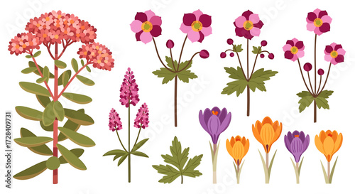 A colorful vector illustration set of various garden flowers including sedum, anemone, and crocus.