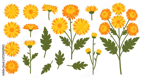 Collection of vibrant yellow and orange chrysanthemums with green leaves