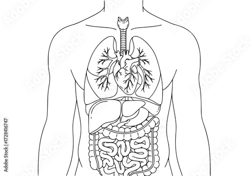Vector art of detailed human digestive and respiratory system diagram showing internal organs and anatomy for educational use