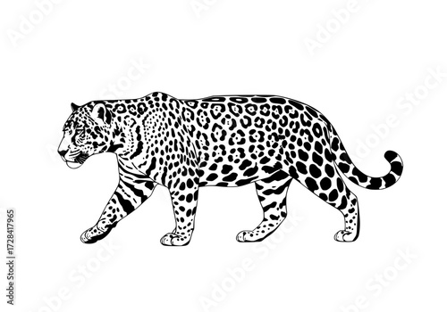 Vector art of black and white leopard illustration