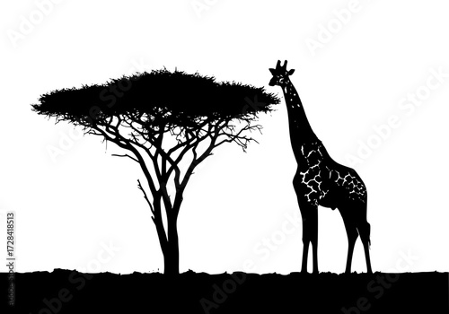 Vector art of silhouette of giraffe standing beside acacia tree in african savannah at sunset