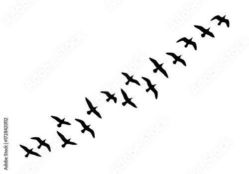 Vector art of flock of birds flying in vformation