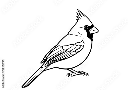 Vector art of detailed line art of a cardinal bird perched on branch