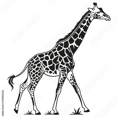 Black and white illustration of a giraffe walking, showcasing its long neck and distinctive spots.