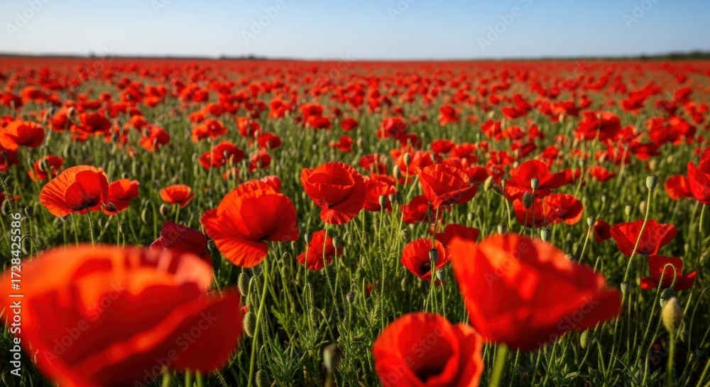 Obraz premium Vibrant red poppies blooming in a vast field under a clear blue sky, creating a picturesque and serene landscape in the countryside.