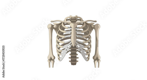 Anatomical illustration of the human rib cage and upper torso skeleton, showcasing the sternum, ribs, and clavicles.