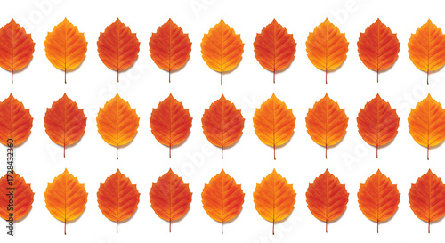 Pattern of orange autumn leaves arranged in neat rows  