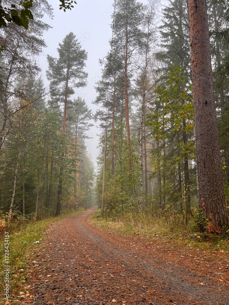 Obraz premium Foggy autumn forest path in Finland. autumn, fall, autumn forest, fog, mist, misty, foggy, Finland, Scandinavian, Nordic, landscape, nature, outdoor, path, trail, 