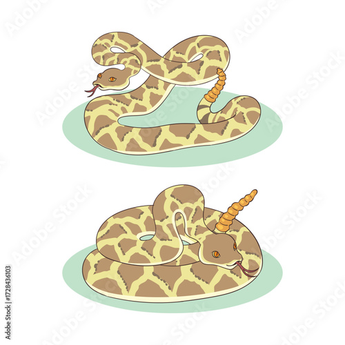 illustration of two rattlesnakes