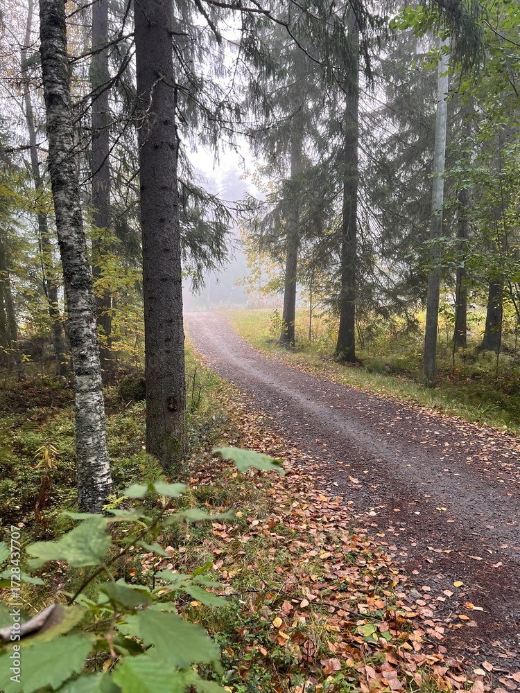 Obraz premium Foggy autumn forest path in Finland. autumn, fall, autumn forest, fog, mist, misty, foggy, Finland, Scandinavian, Nordic, landscape, nature, outdoor, path, trail, 