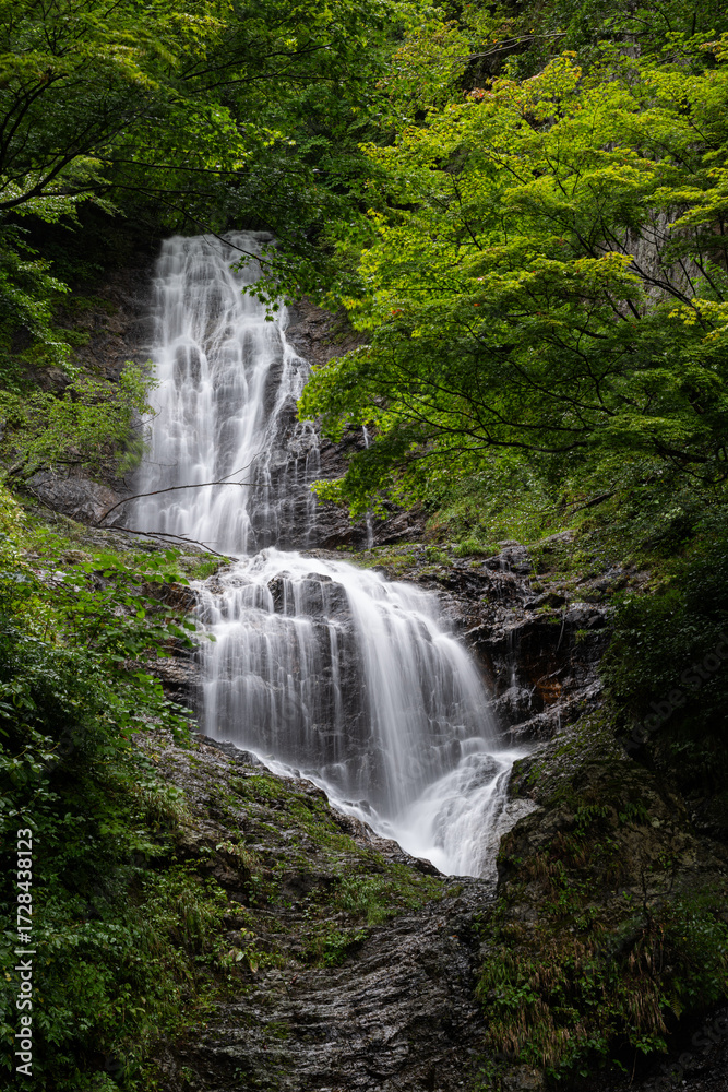 Fototapeta premium 緑の中の唐沢の滝 