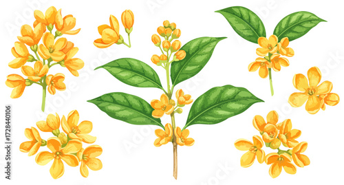 キンモクセイのイラストパーツセット,花と葉,秋のボタニカルエレメント