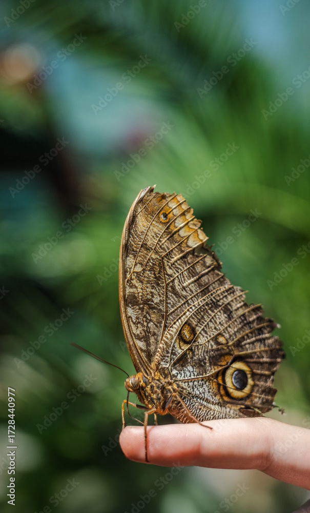 Fototapeta premium Macro of an owl butterfly perched on a person's finger with vivid details of eye spots and blurred tropical greenery in the background.
