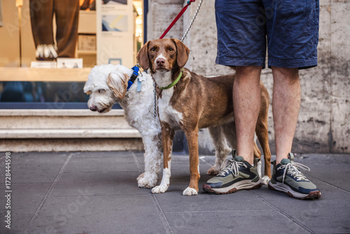 Photography Two dogs on leashes standing next to their owner in Rome, a Brittany Spaniel wit