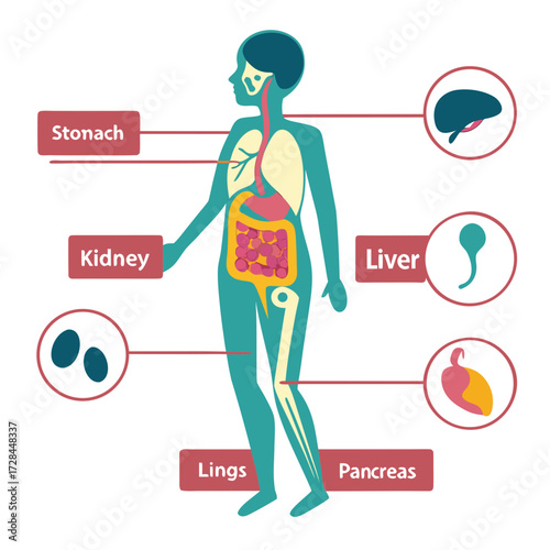 Illustration of human internal organs and their location in the body