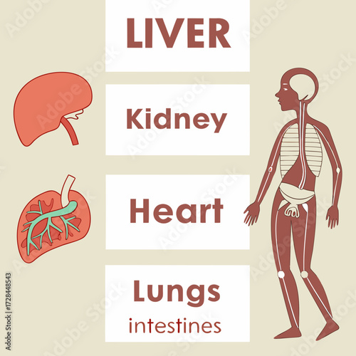 Diagram of human internal organs with labels