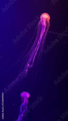 Glowing jellyfish float gracefully underwater, illuminated by vibrant purple and pink light, marine animal with long tentacle
