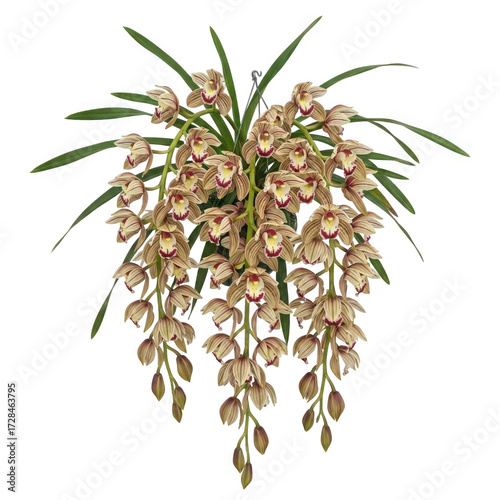 Cymbidium aloifolium — “pendulous sprays of maroon-striped Cymbidium flowers, tropical hanging effect.”