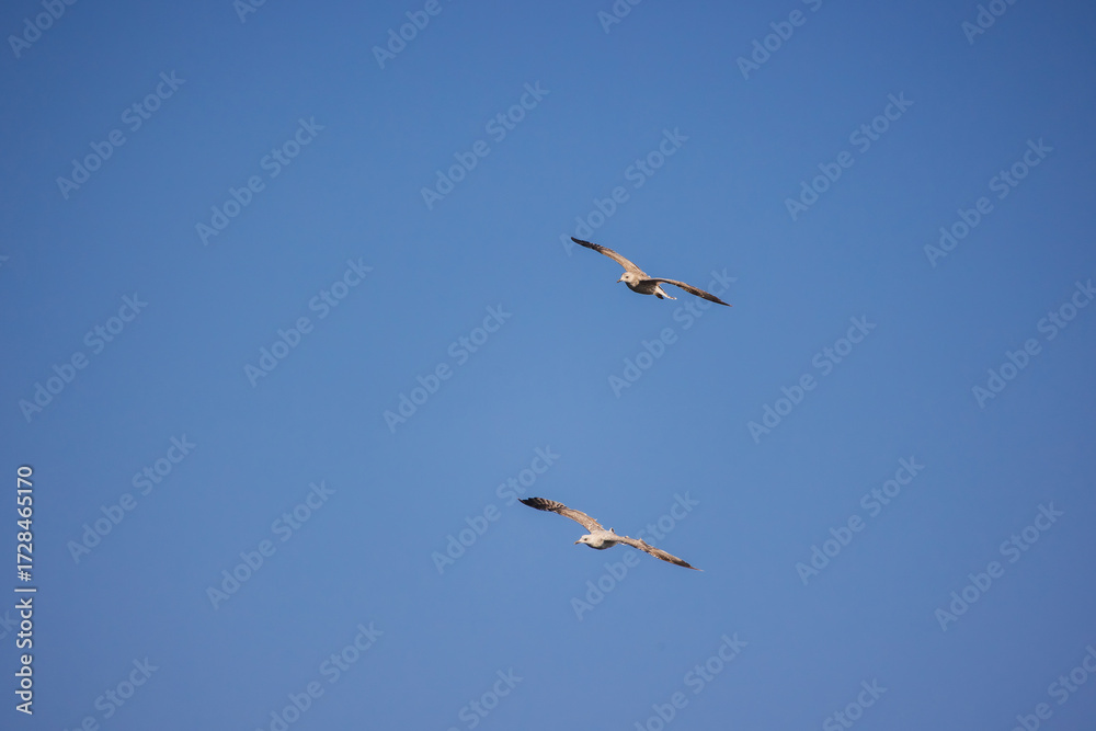 Fototapeta premium Two seagulls soaring in a clear blue sky with wings spread wide, captured in mid-flight.