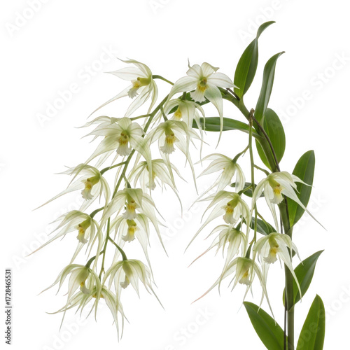  Aeranthes grandiflorus — “long-petalled pale-green Aeranthes with hanging, translucent blooms.”