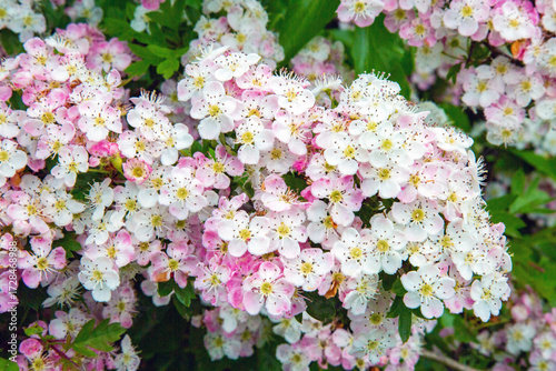 May Blossom, flowers of a pink Hawthorne tree,  Common hawthorn, Crataegus monogyna