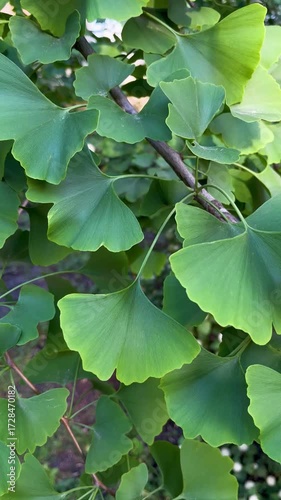 Close-up of green gingko biloba leaves on a tree. Medicinal plant, natural herbal remedy.