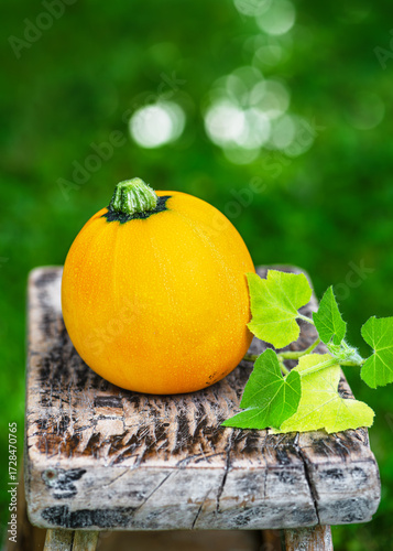 Yellow round zucchini placed on a weathered wooden stool with fresh green leaves. Rustic still life that highlights natural beauty, organic produce, and garden freshness.