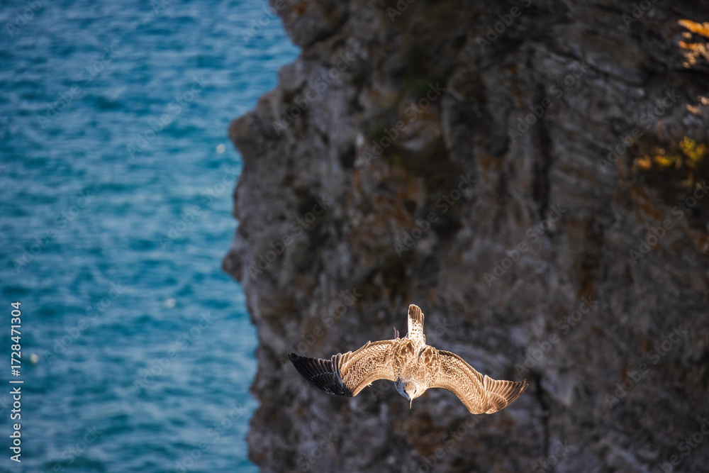 Obraz premium Wild seagull soaring near a rugged cliff over the deep blue sea, wings fully extended in flight.