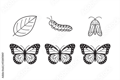 Butterfly growth and transformation stages, outline vector illustrations for biology learning and science projects